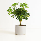 Schefflera Gold Capella 75cm im 21cm Topf