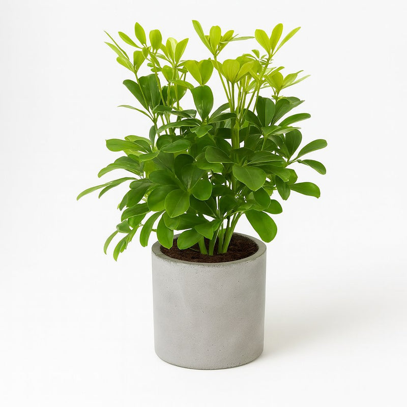 Schefflera Nora Detail