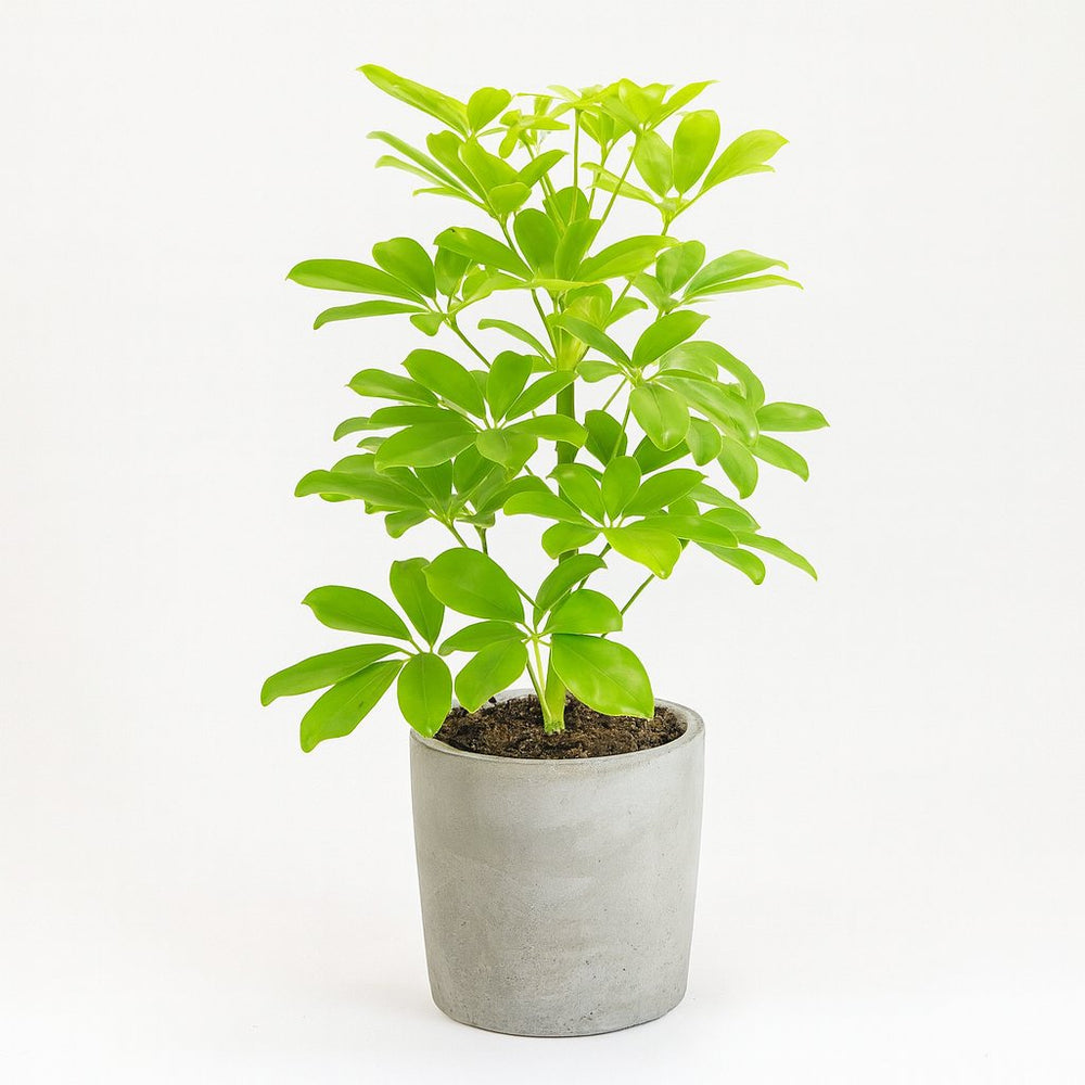 Schefflera Nora - 45cm im Ø13cm Topf in einem modernen Studio