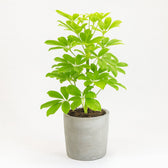 Schefflera Nora - 45cm im Ø13cm Topf in einem modernen Studio