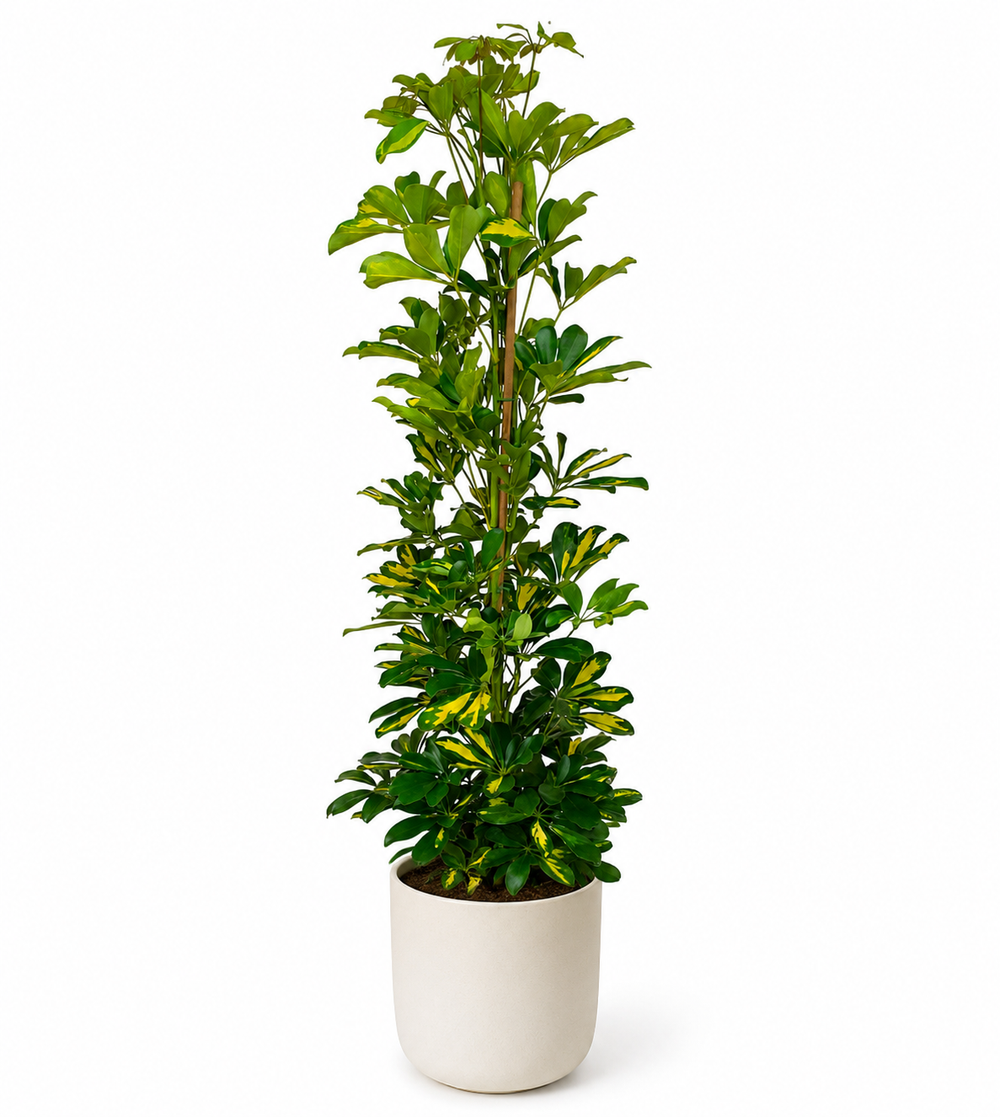 Schefflera Arboricola Gerda - Ø20cm - 90cm