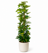 Schefflera Arboricola Gerda - Ø20cm - 90cm
