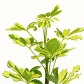 Schefflera Charlotte - 45cm, Nahaufnahme der federartigen Blätter