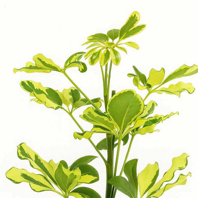 Schefflera Charlotte Detail