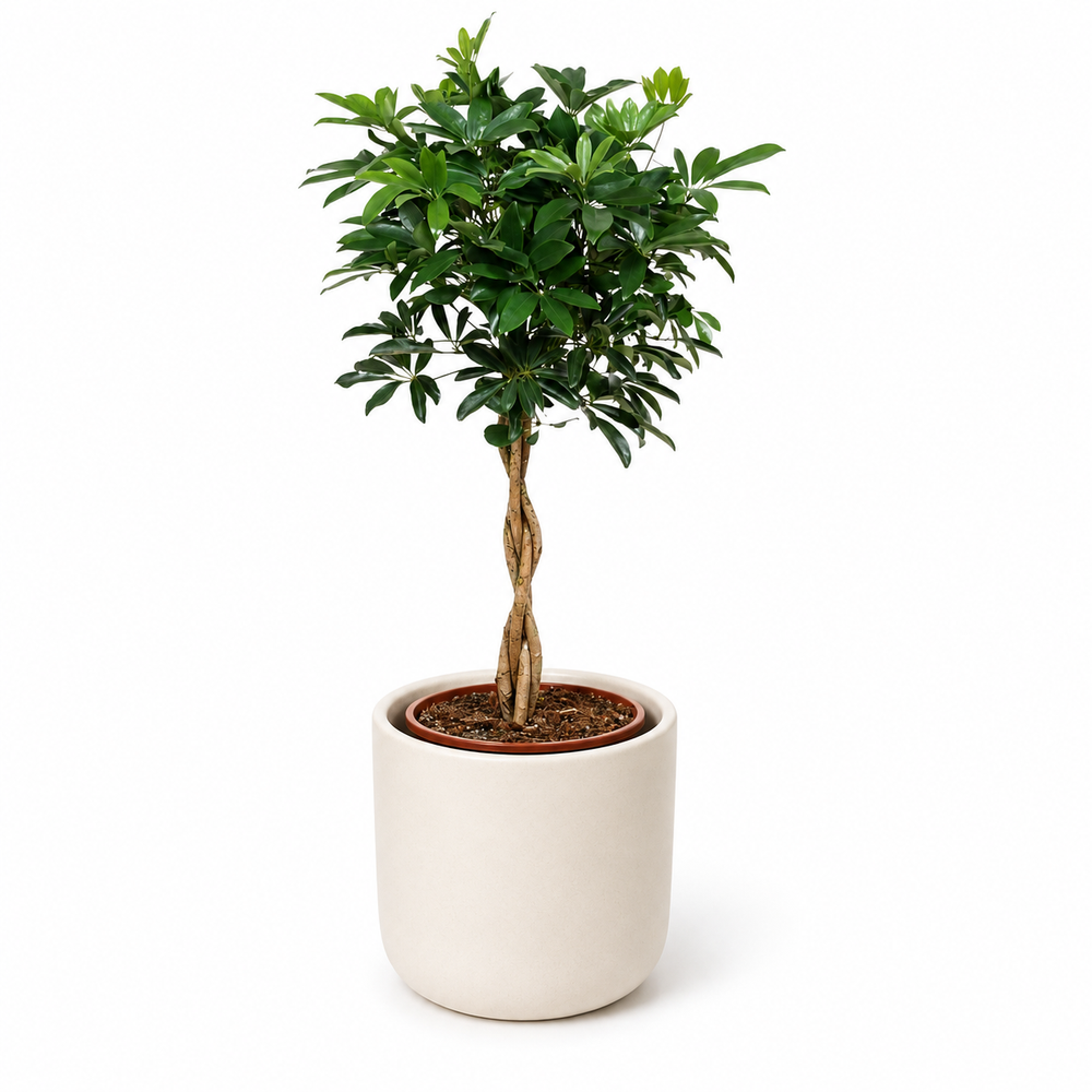 Schefflera Compacta 120cm im 27cm Topf