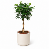 Schefflera Compacta 120cm im 27cm Topf