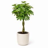 Schefflera Compacta Nora - Ø24cm - 90cm