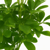 Schefflera Nora - 35cm, Nahaufnahme der strahlenförmigen Blätter
