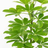 Schefflera Nora - 45cm, Nahaufnahme der tiefgrünen Blätter