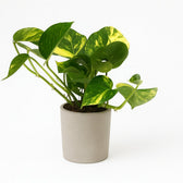 Scindapsus Aureum 25cm im 12cm Topf