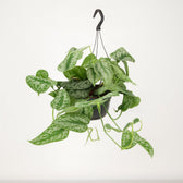 Scindapsus Pictus Trebie 25cm im 15cm Topf