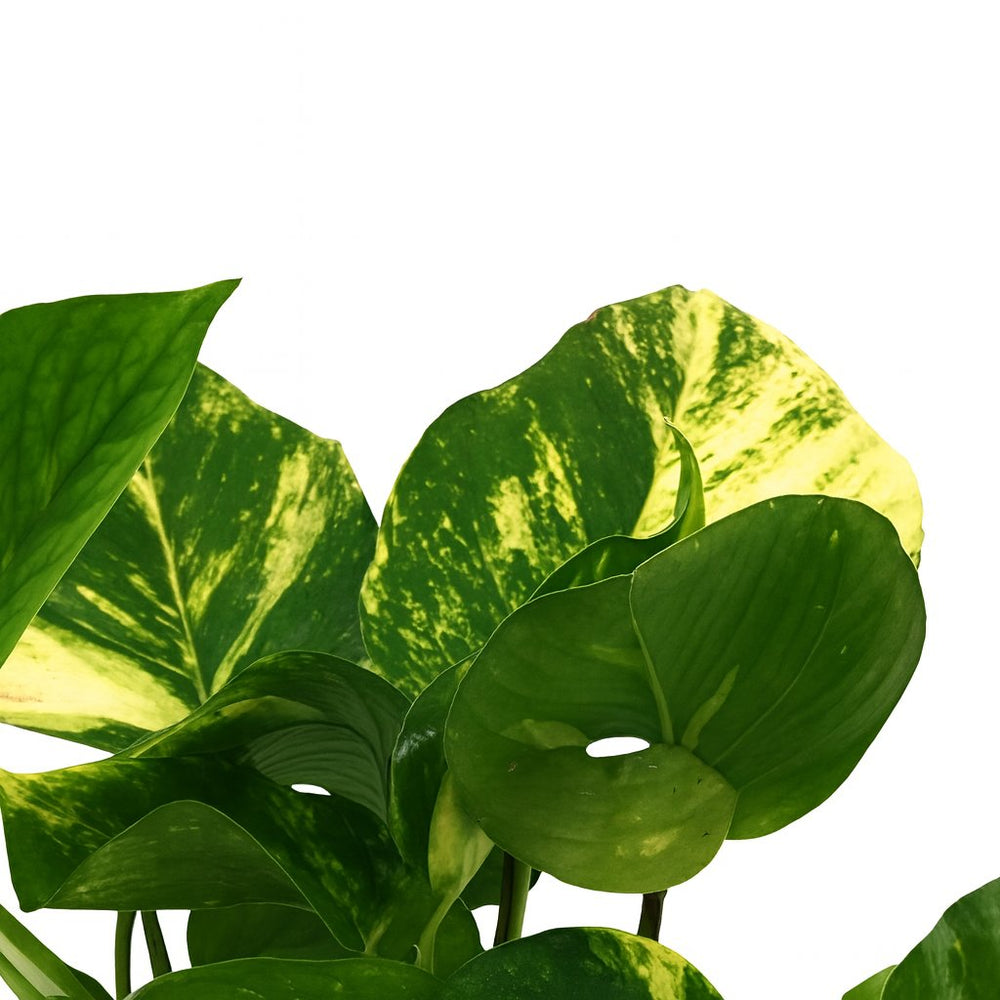 Scindapsus Aureum 25cm Nahaufnahme