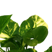 Scindapsus Aureum 25cm Nahaufnahme