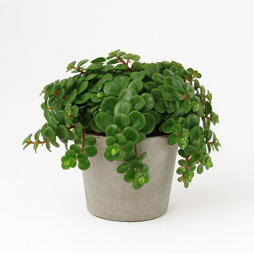 Sedum Tornado 15cm im 11cm Topf