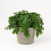 Sedum Tornado 15cm im 11cm Topf