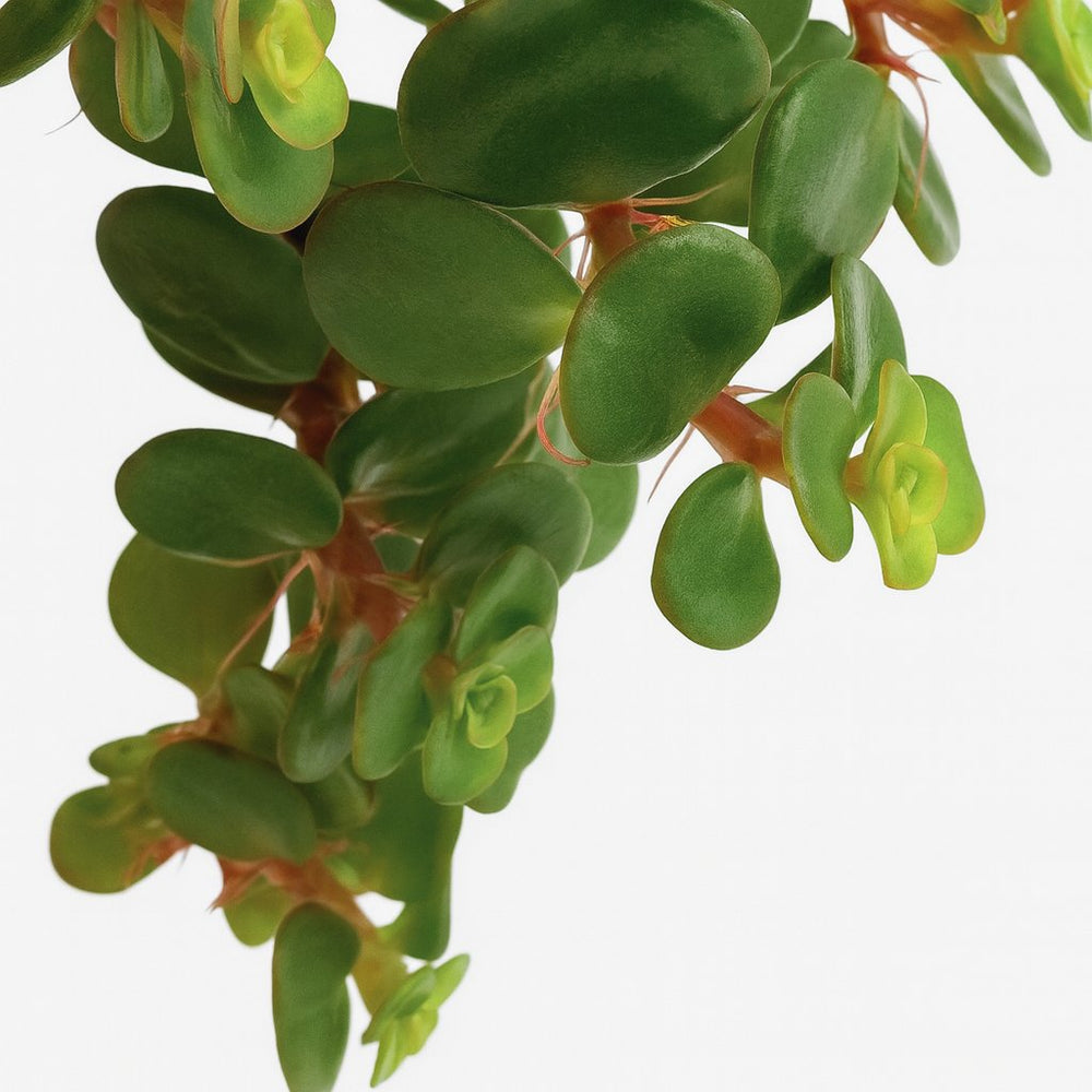 Sedum Tornado 15cm im 11cm Topf Nahaufnahme