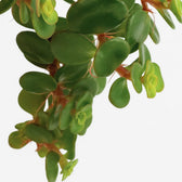 Sedum Tornado 15cm im 11cm Topf Nahaufnahme