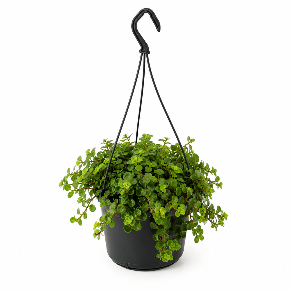 Sedum Tornado - Ø15cm - 25cm