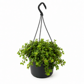 Sedum Tornado - Ø15cm - 25cm