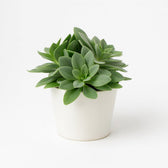 Senecio Cephalophorus 15cm im 10,5cm Topf