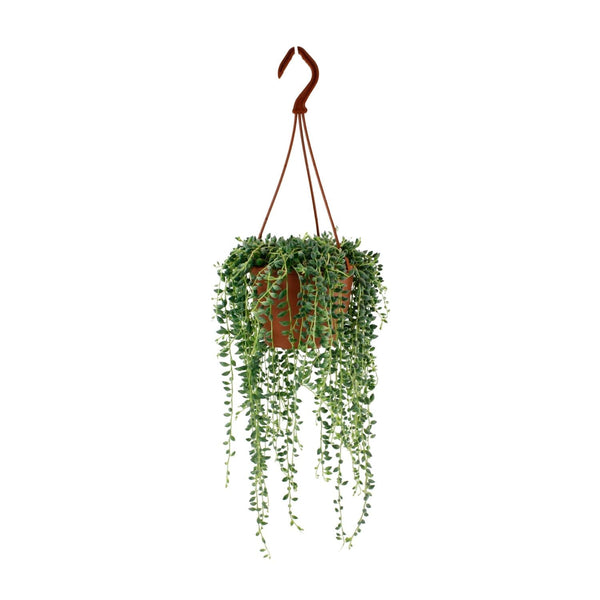 Senecio Herreianus 20cm im 12cm Topf