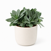 Senecio Cephalophorus - Ø15cm - 25cm