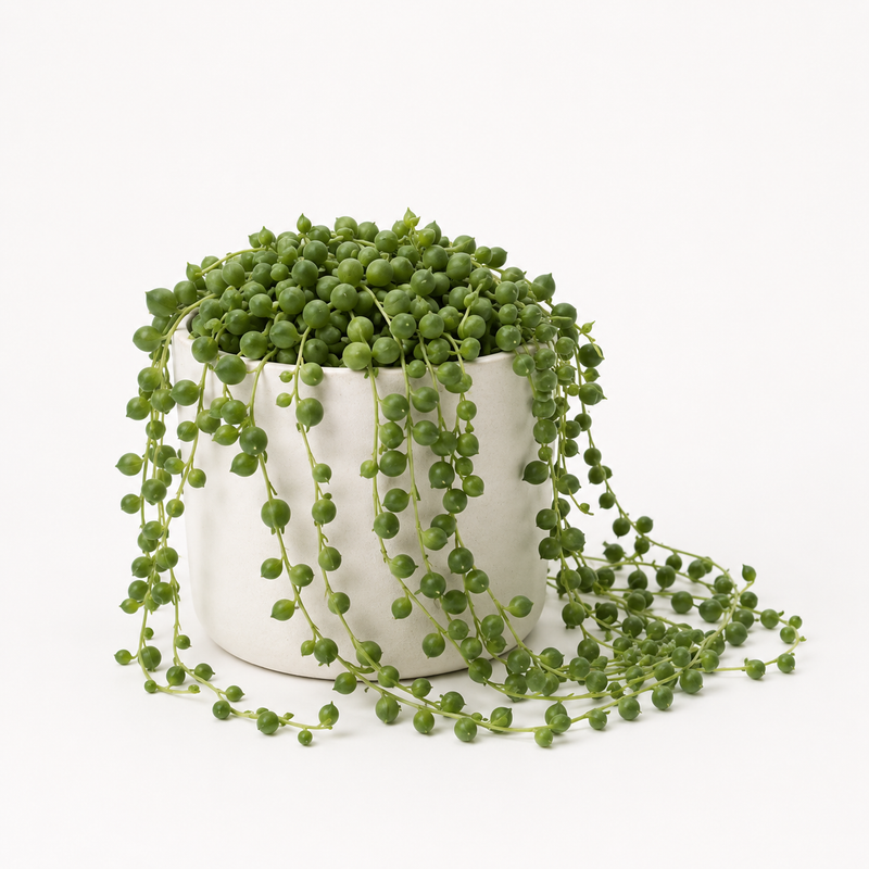 Senecio Rowleyanus Detail