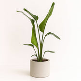 Strelitzia Nicolai 100cm im 21cm Topf