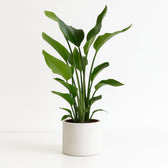 Strelitzia Nicolai 110cm im 24cm Topf