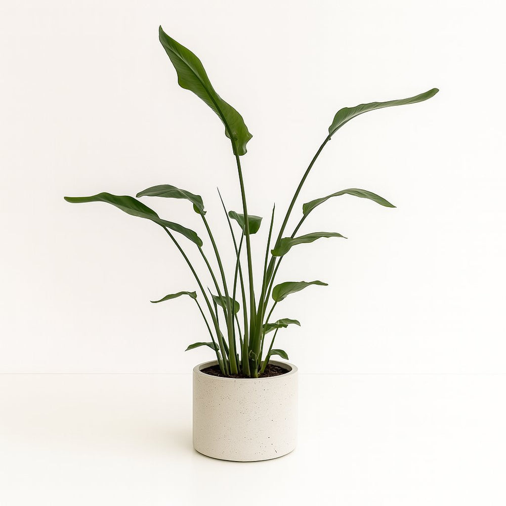 Strelitzia Nicolai 120cm im 21cm Topf