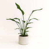 Strelitzia Nicolai 120cm im 21cm Topf