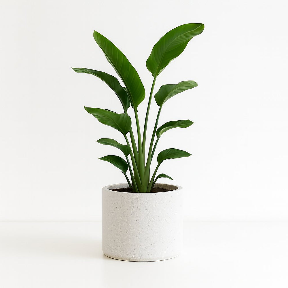 Strelitzia Nicolai 80cm im 21cm Topf