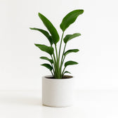 Strelitzia Nicolai 80cm im 21cm Topf