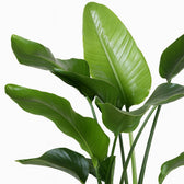 Strelitzia Nicolai 80cm Nahaufnahme