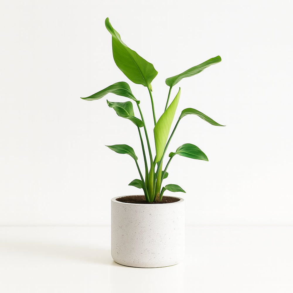 Strelitzia Nicolai 90cm im 19cm Topf
