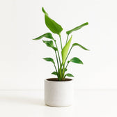 Strelitzia Nicolai 90cm im 19cm Topf