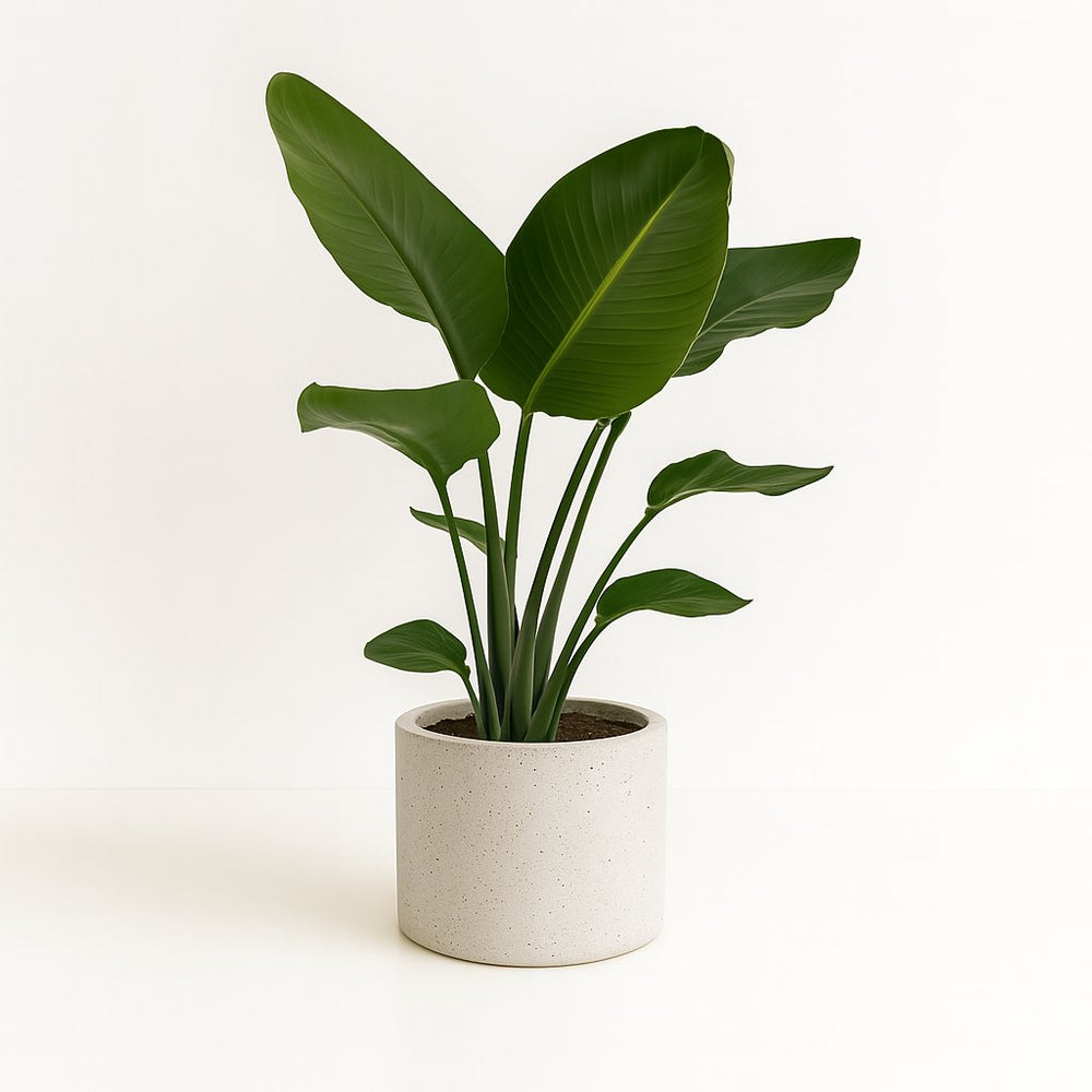 Strelitzia Nicolai 95cm im 19cm Topf