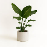 Strelitzia Nicolai 95cm im 19cm Topf