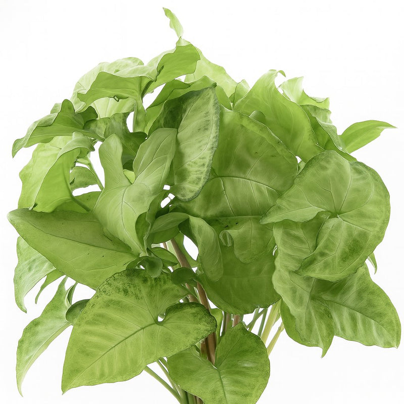 Syngonium White Butterfly Feel Green - 35cm Detail