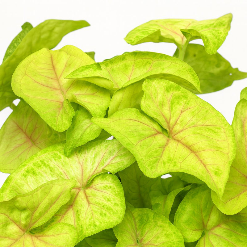 Syngonium Golden Feel Green - 30cm Detail