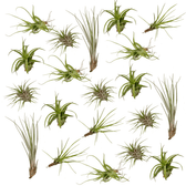 Tillandsia-Mix (20 Stück) - 6cm in einem modernen Studio mit modernem Topf