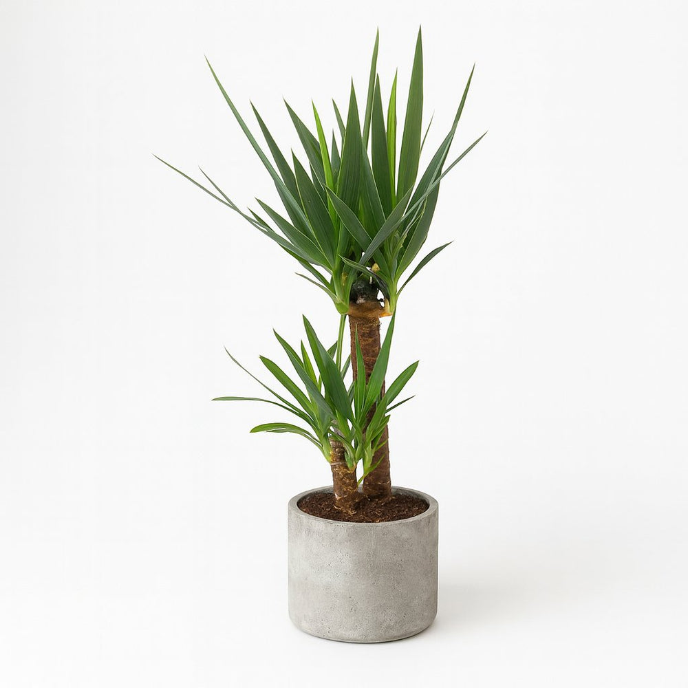 Yucca Elephantipes 100cm im 21cm Topf