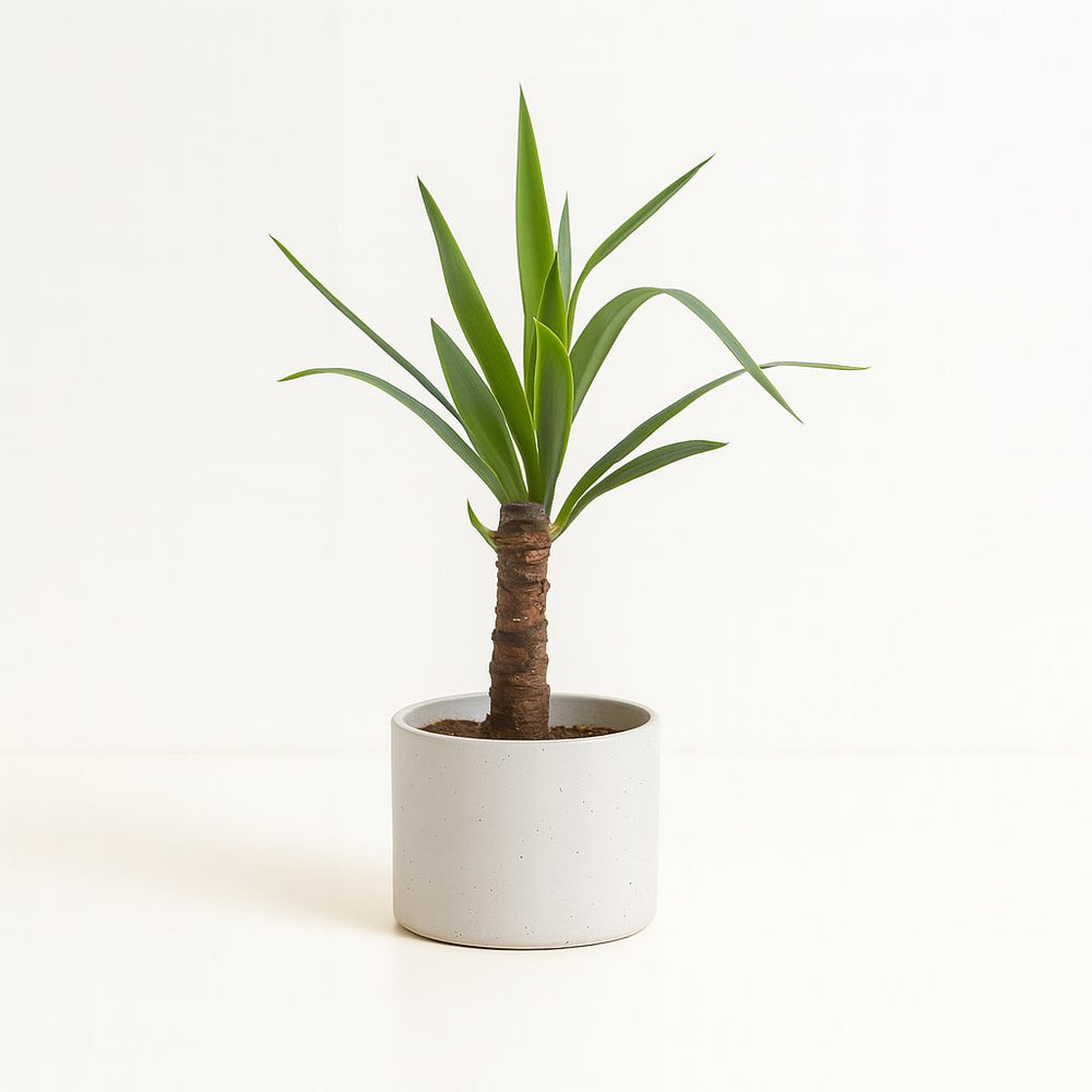 Yucca Elephantipes 30cm im 12cm Topf