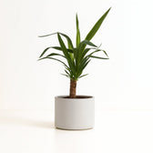 Yucca Elephantipes 40cm im 14cm Topf