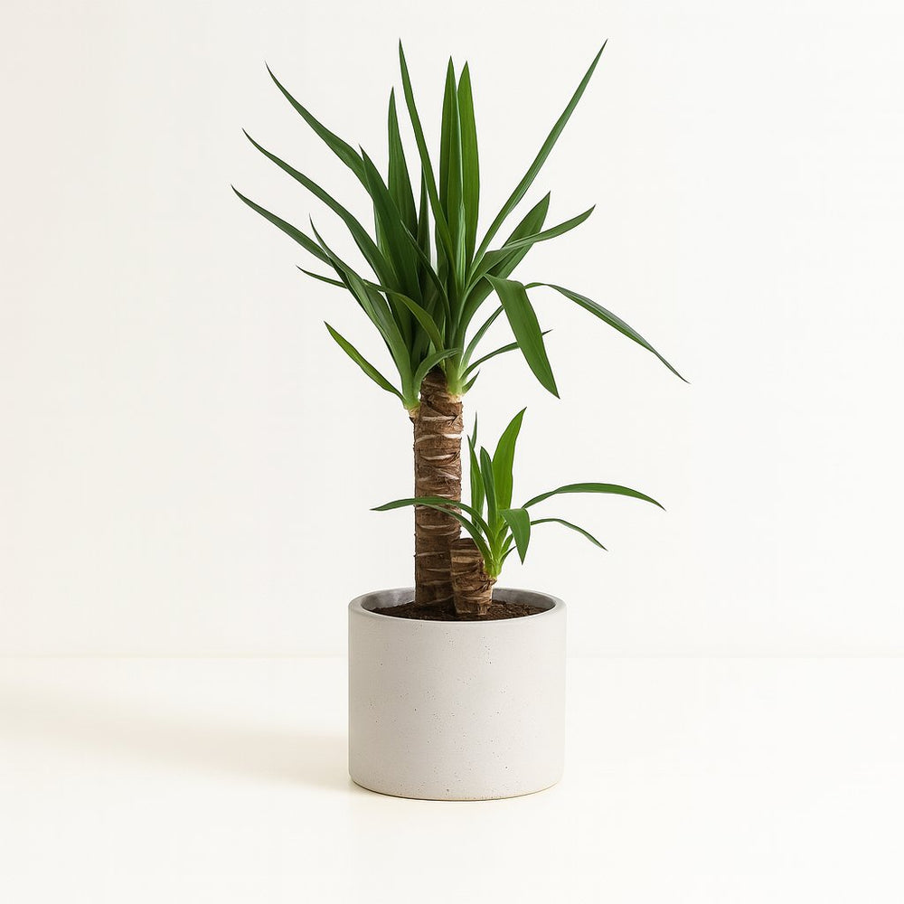 Yucca Elephantipes 85cm im 17cm Topf