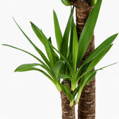 Yucca Elephantipes 100cm Nahaufnahme