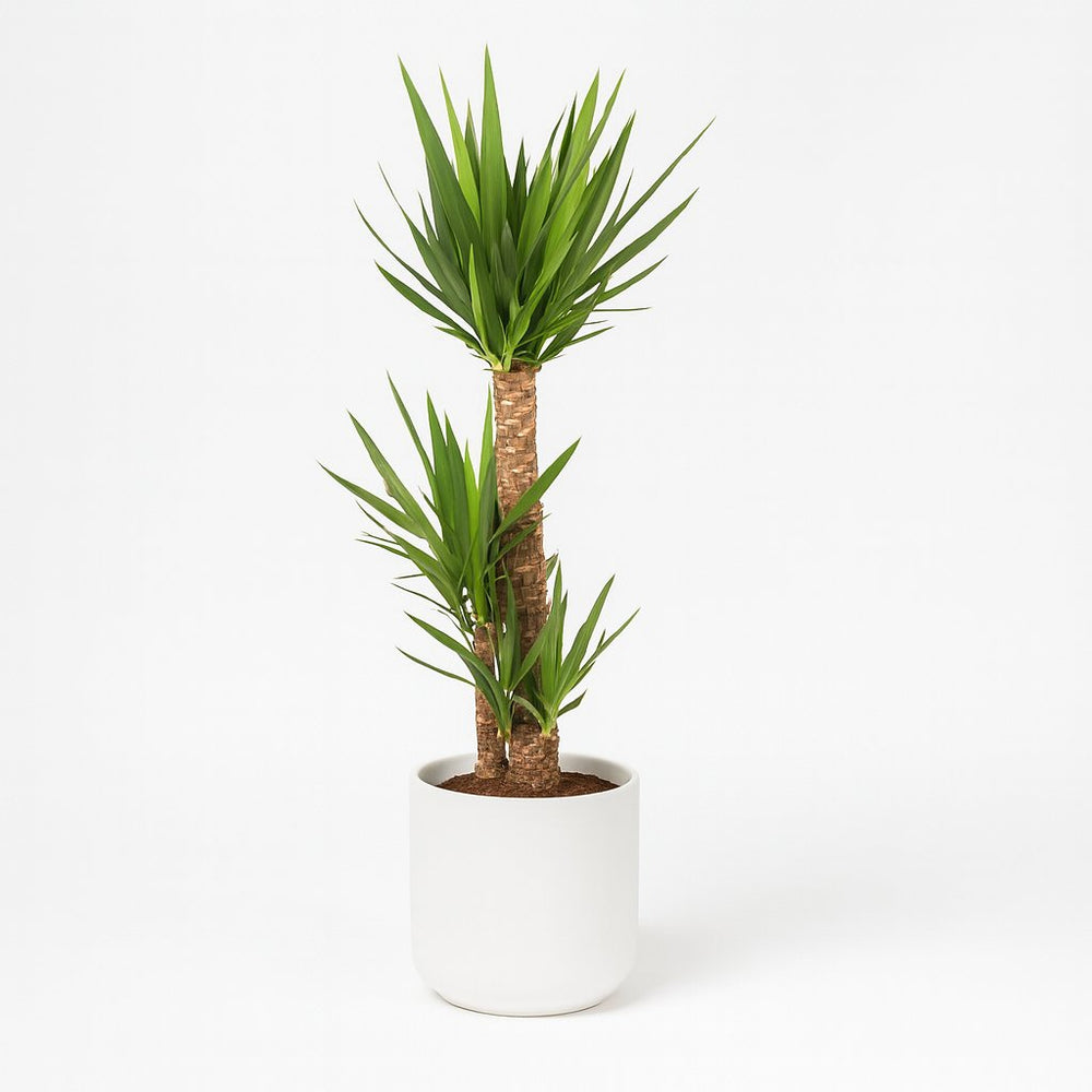 Yucca Elephantipes 125cm im 24cm Topf