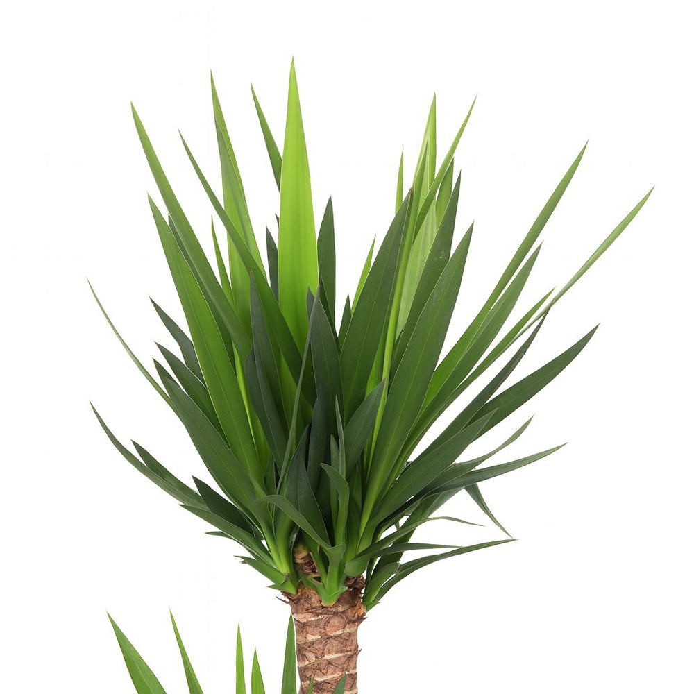 Yucca Elephantipes 125cm Nahaufnahme
