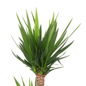 Yucca Elephantipes 125cm Nahaufnahme