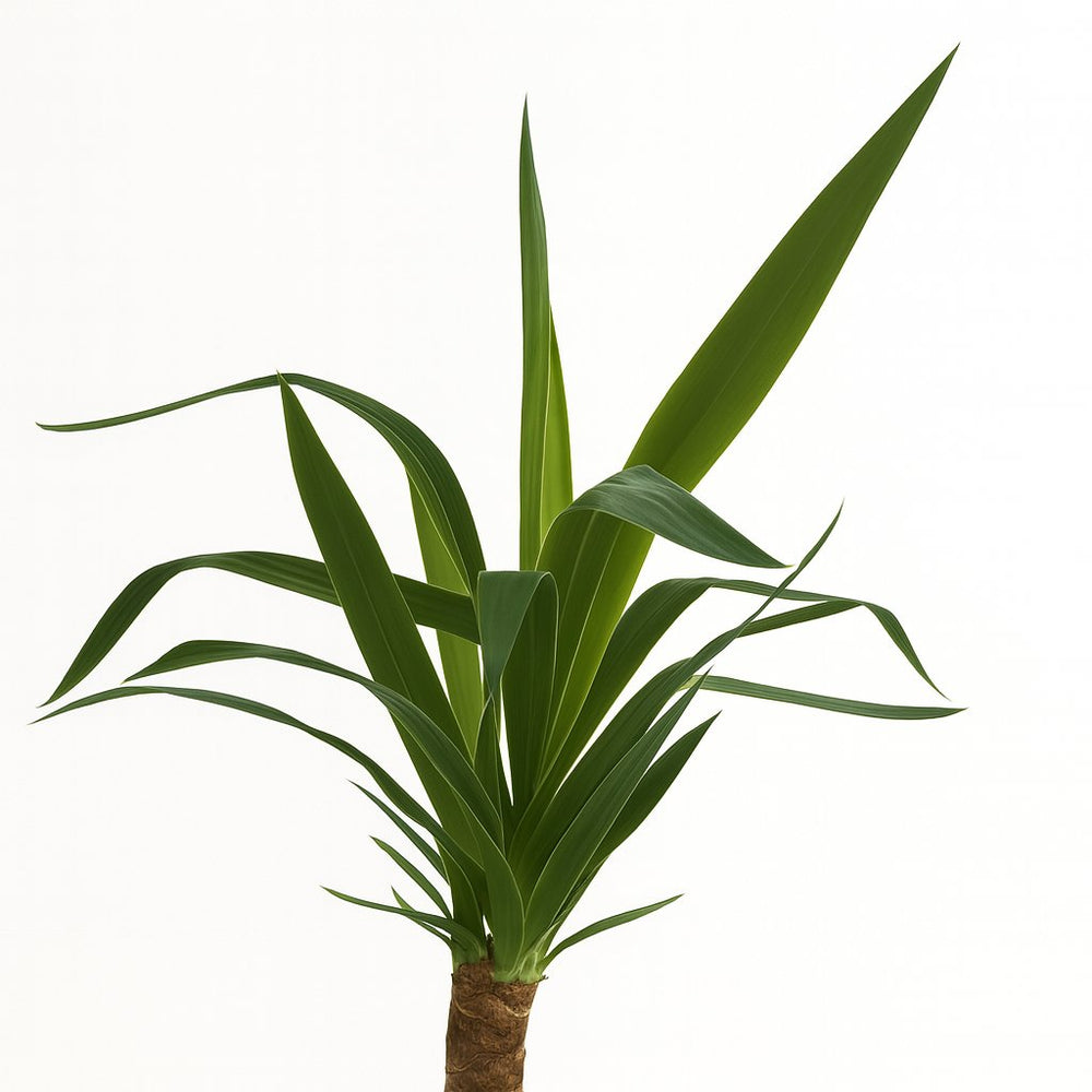 Yucca Elephantipes 40cm Nahaufnahme